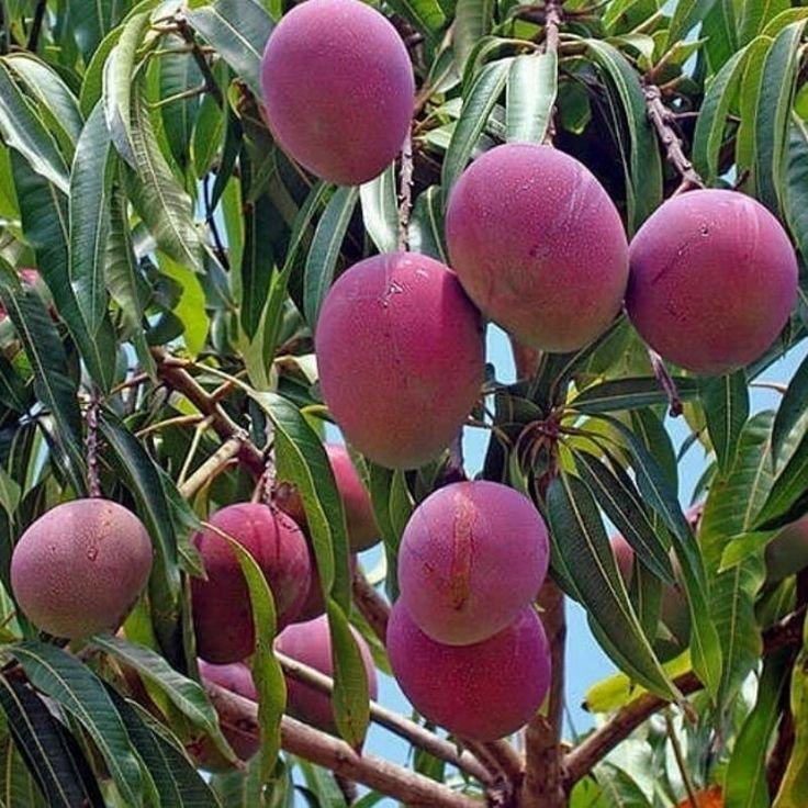 Bibit Mangga Irwin Australi
